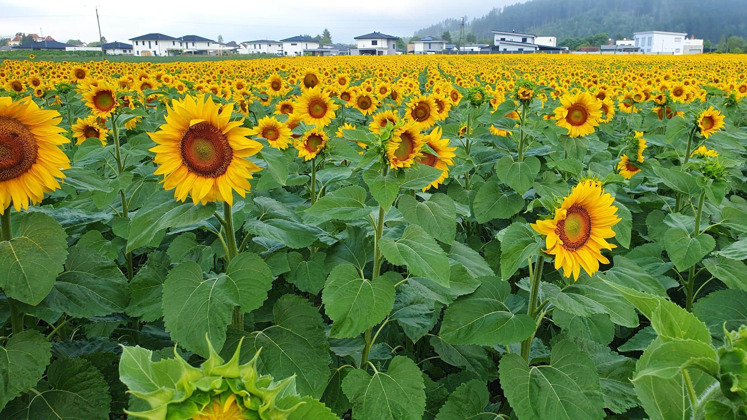 Blühendes Sonnenblumenfeld in Südkärnten