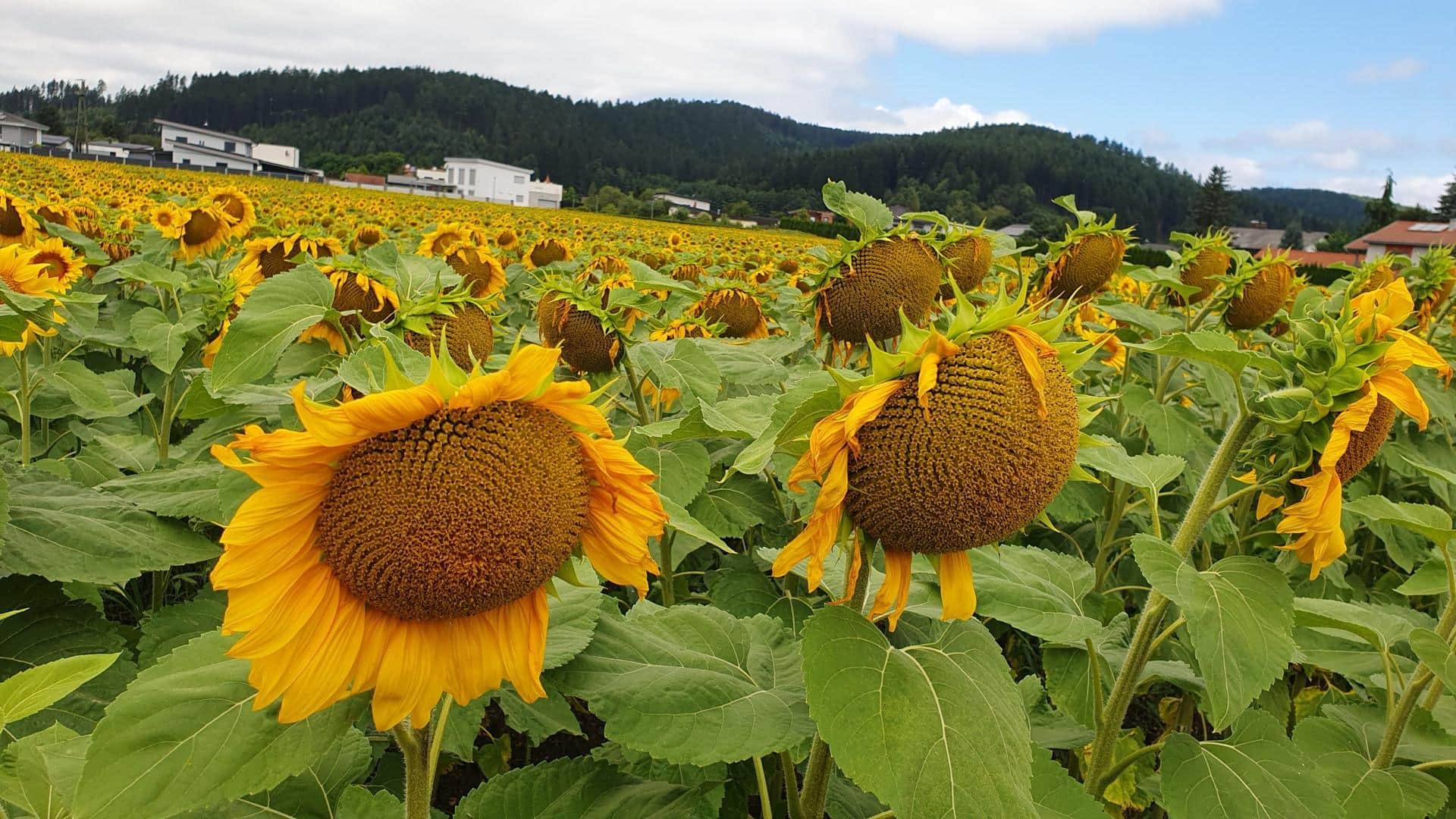 Sonnenblumen in voller Blüte